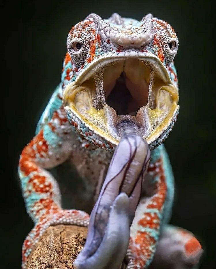 摄影圈子宠物摄影交流学习微距&静物爬行动物龙骨架盔甲变色龙蜥蜴您
