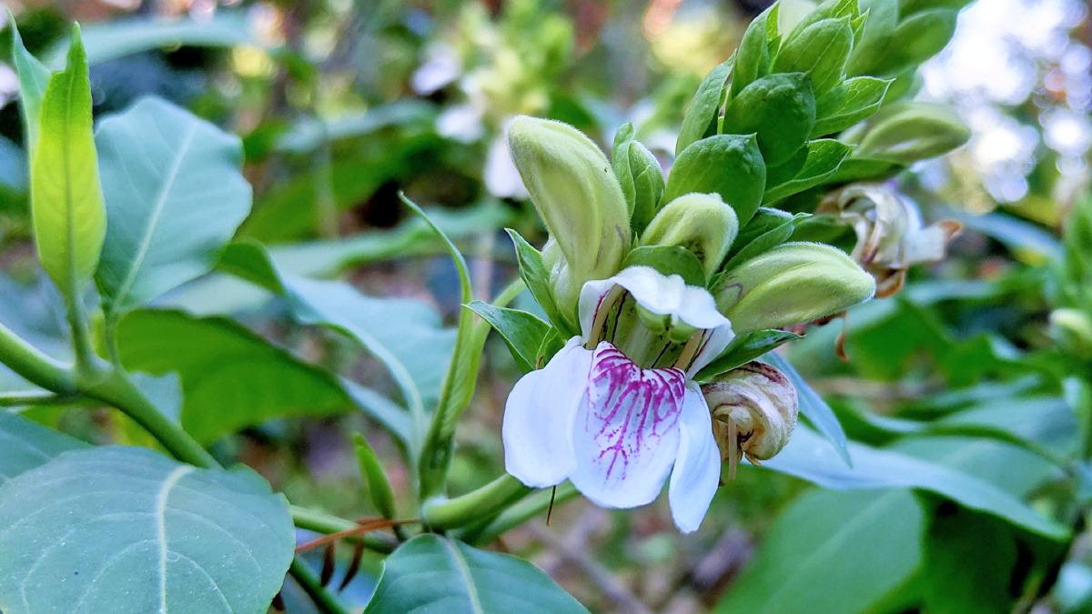 鸭嘴花花语:爱自己全株入药 - 一小花一 - 图虫