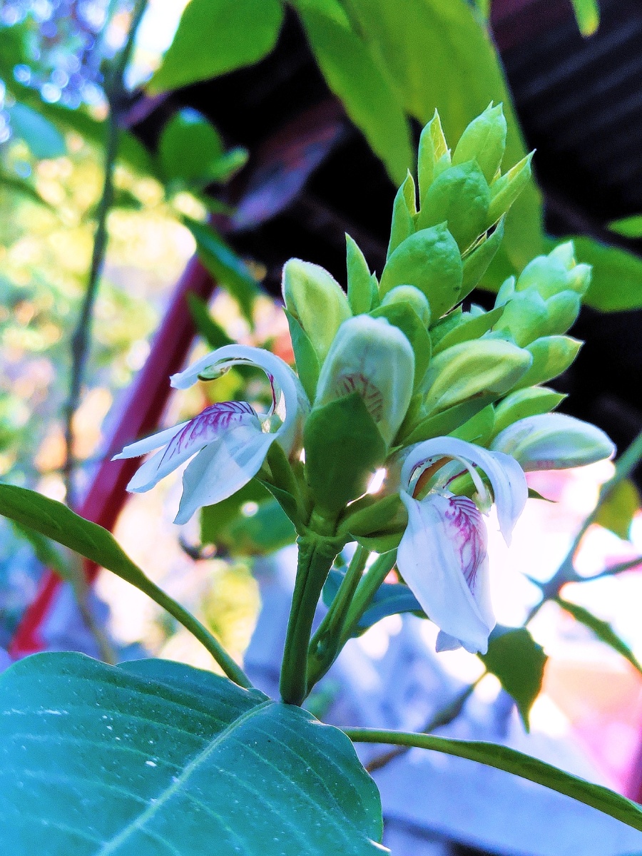 鸭嘴花花语:爱自己全株入药 - 一小花一 - 图虫