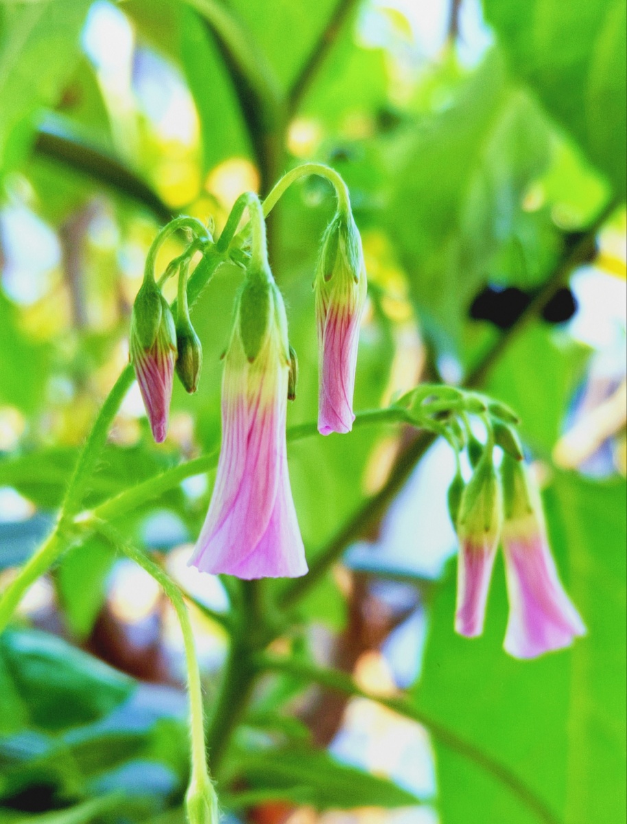 中文名红花酢浆草别名大酸味草,南天七,夜合梅,大叶酢浆草,三夹莲