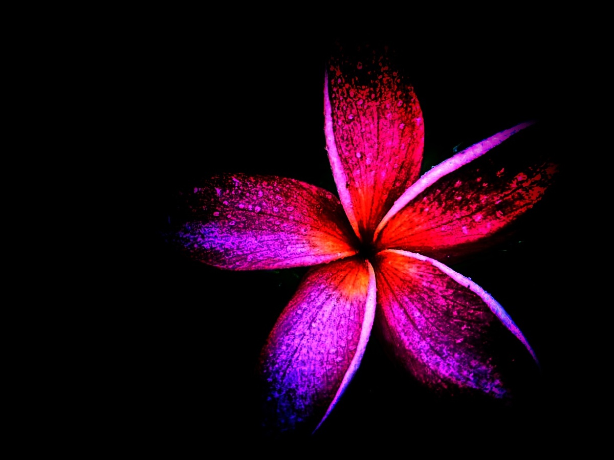 鸡蛋花<调成黑底> - 一小花一 - 图虫