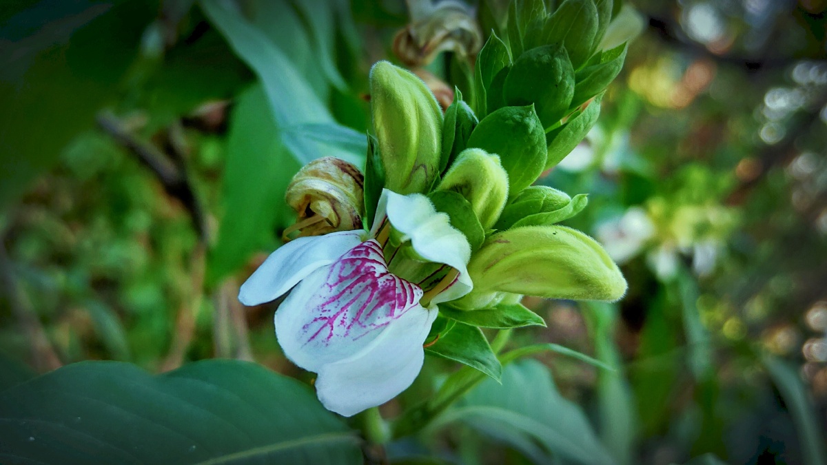 鸭嘴花花语爱自己全株入药