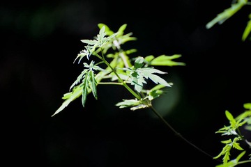 香山的绿叶