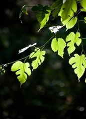 爱情都挂在树上