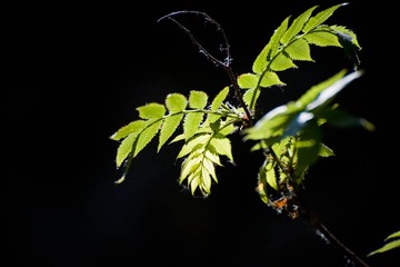 DSC_3516_lr
