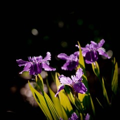 DSC_3216_lr