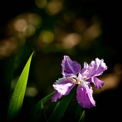DSC_3279_lr