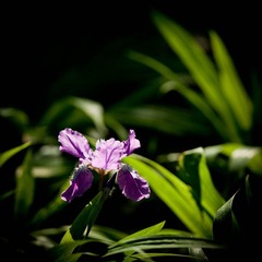 DSC_3256_lr