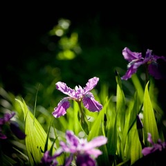 DSC_3265_lr