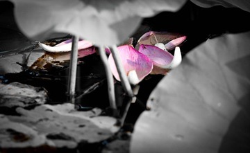 DSC_5227_lr