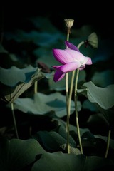 DSC_5228_lr