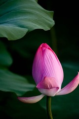 DSC_5357_lr