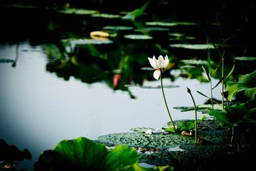 DSC_5311_lr