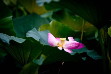 DSC_5300_lr.jpg