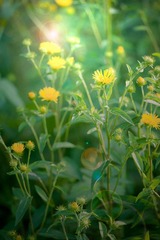 DSC_5277-Edit_lr.jpg