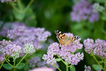 DSC_6069_lr.jpg