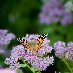 DSC_6065_lr.jpg