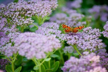 DSC_6056_lr.jpg