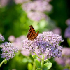 DSC_6073_lr.jpg