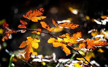 DSC_6945_lr.jpg