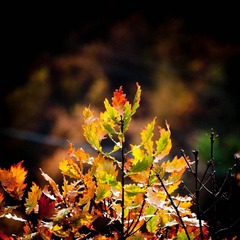 DSC_6689_lr.jpg