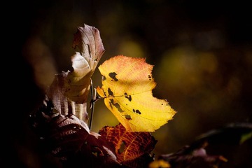 DSC_6991_lr.jpg