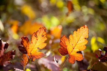 DSC_6935_lr.jpg