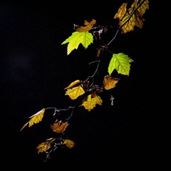 DSC_7379_lr.jpg