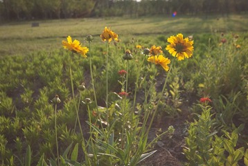 DSC_7247_lr