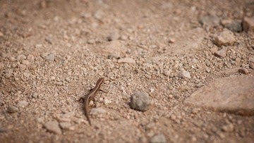 DSC_8579_lr.jpg