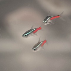 DSC_8762_lr.jpg
