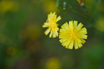 DSC_3339_lr