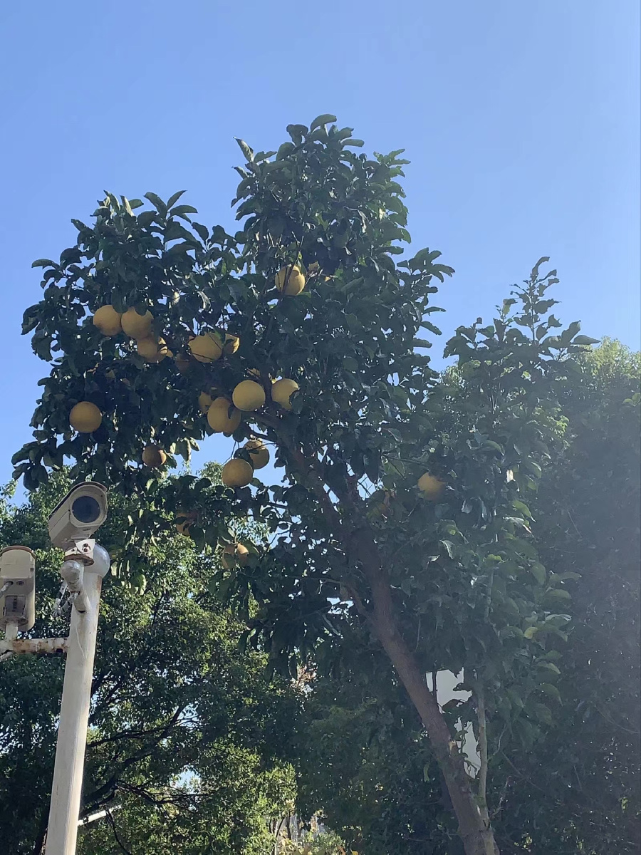 树下等你 - 牛奶味儿的橘子 - 图虫