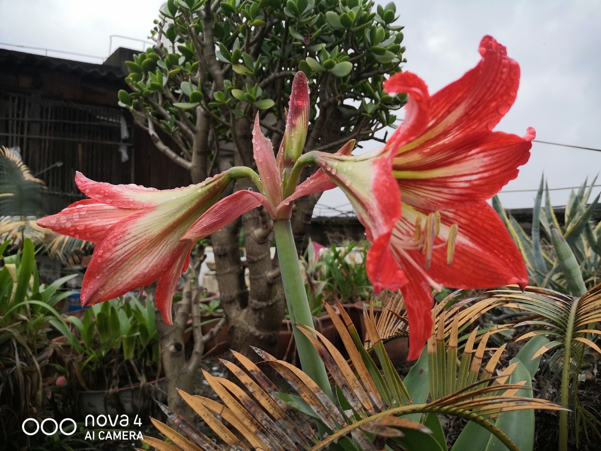 炮打四门花儿开花了