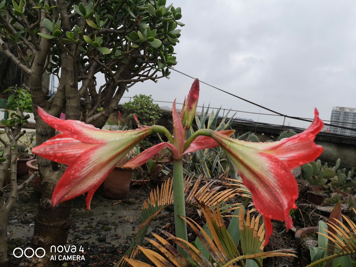 炮打四门花儿开花了
