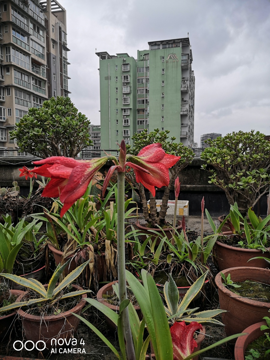 炮打四门花儿开花了