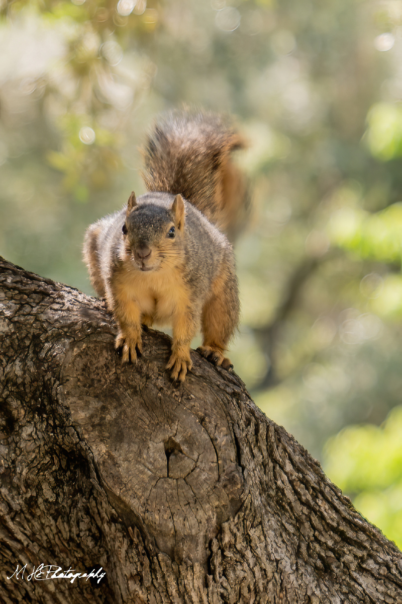 校园里的小动物
