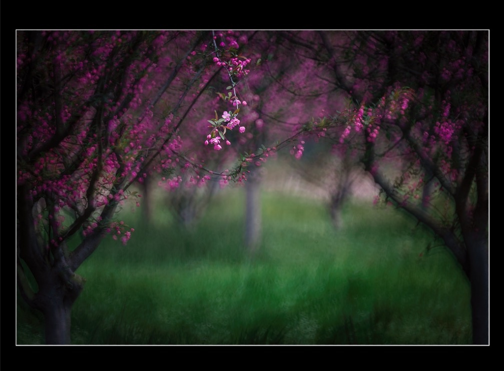 折返镜头拍花卉