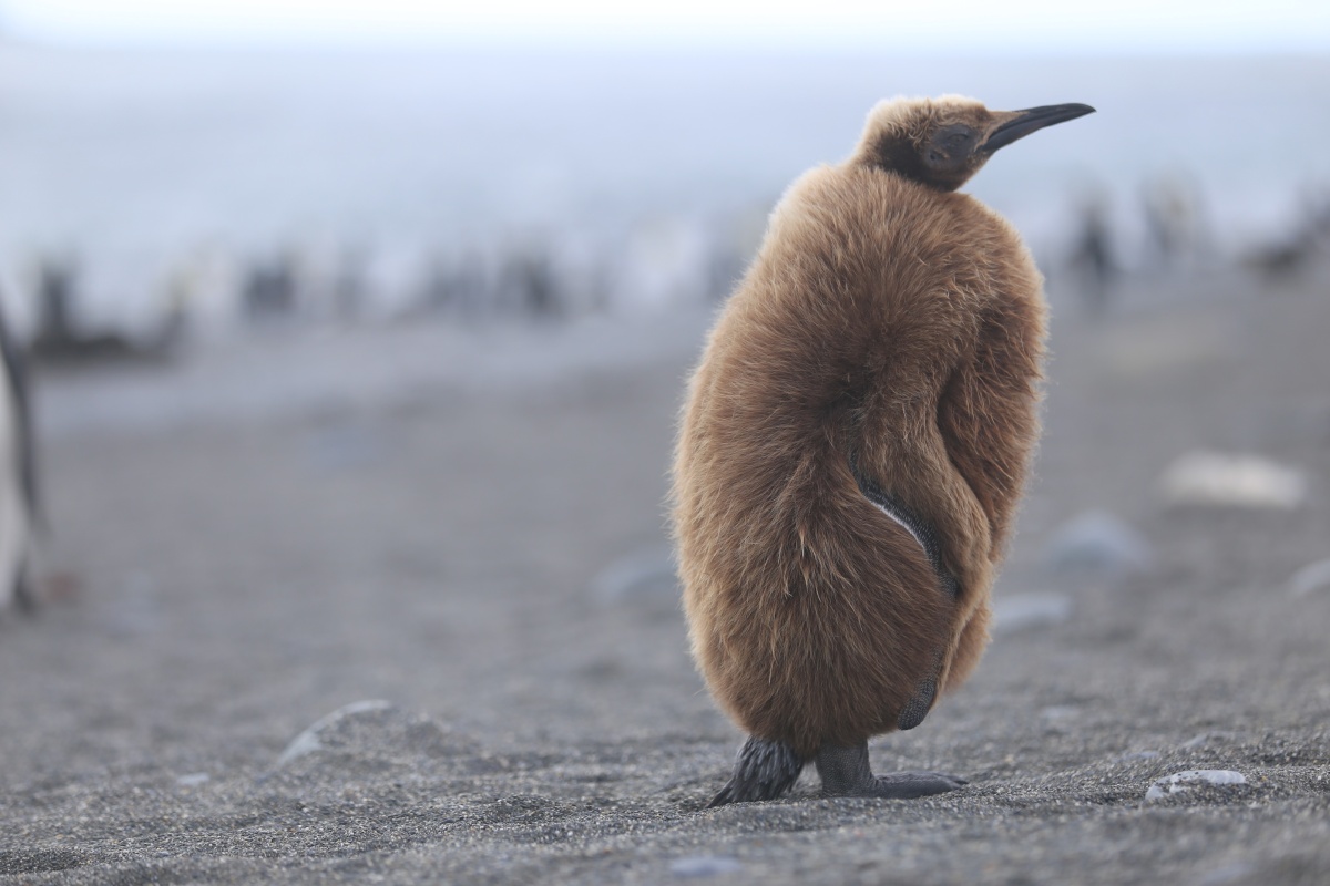 向往远方一只年幼的王企鹅独自走出群体朝向大海