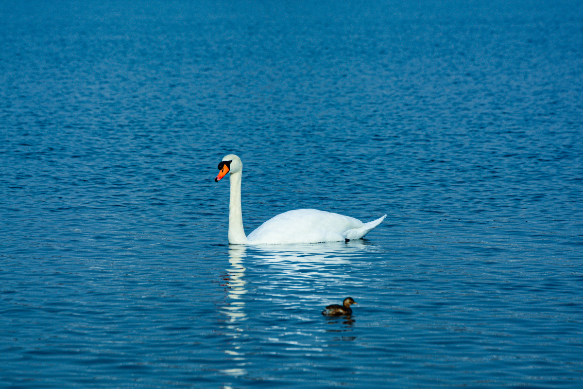 白天鹅与丑小鸭