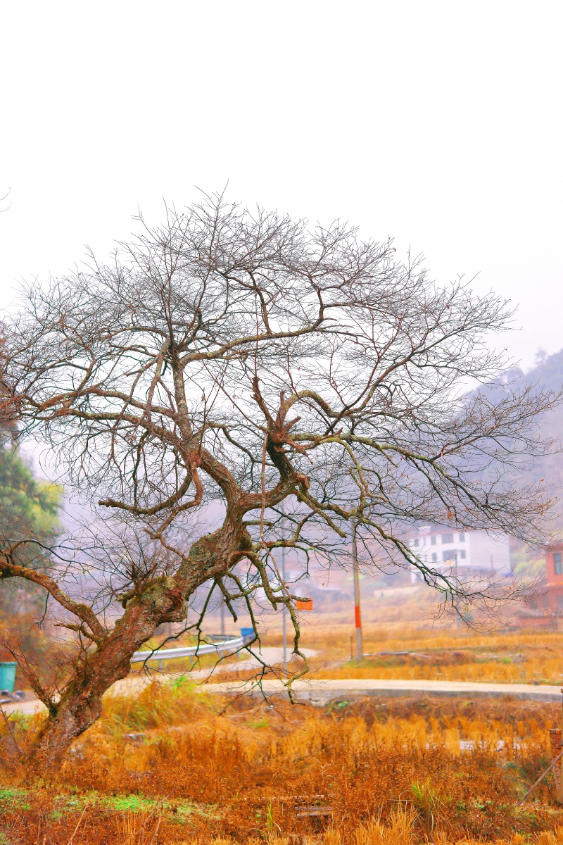 村口老树