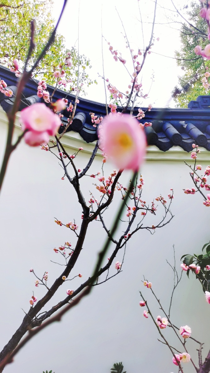 墙角数枝梅凛寒独自开