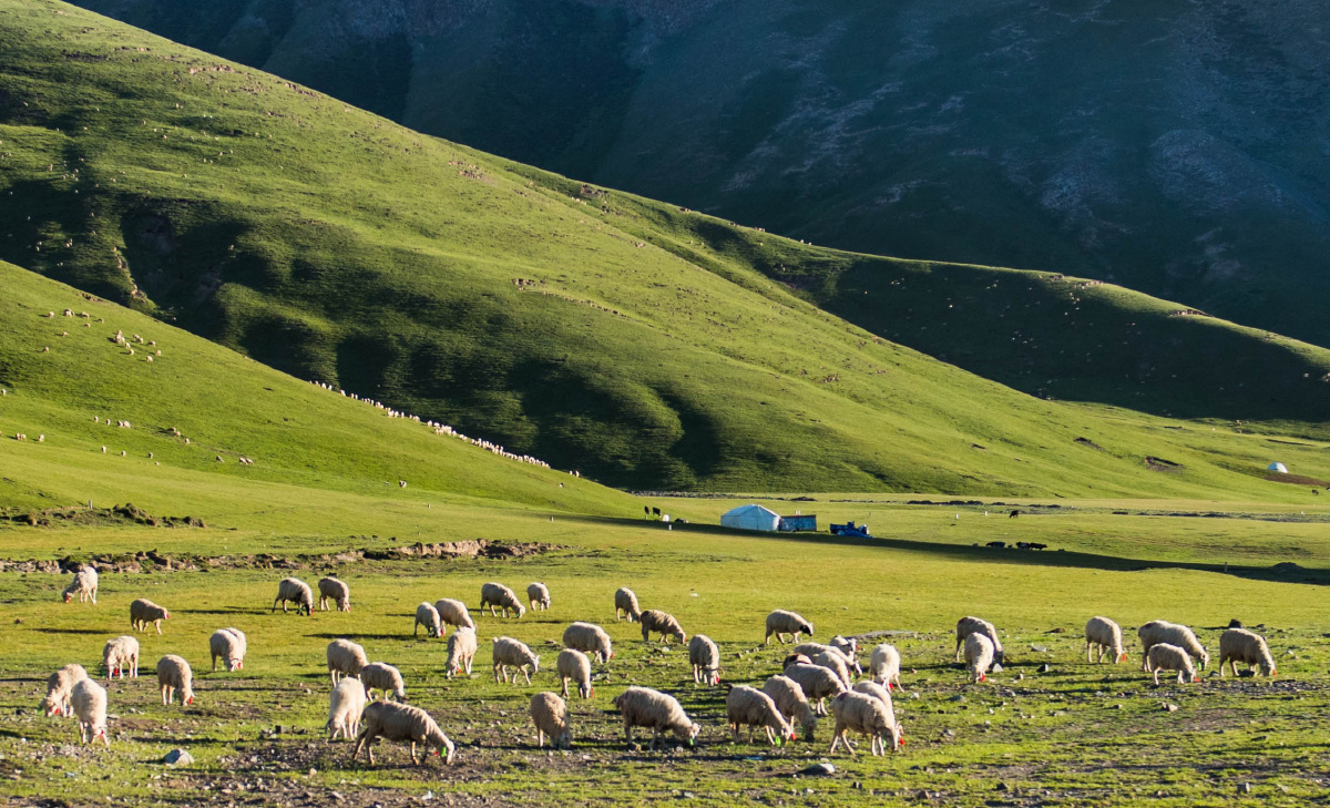从没见过这么多羊咩咩