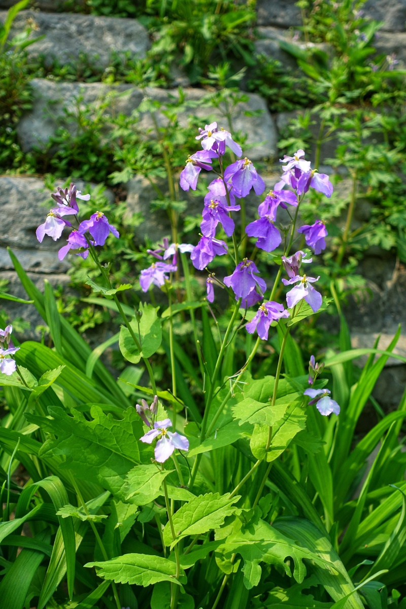 春季系列诸葛花