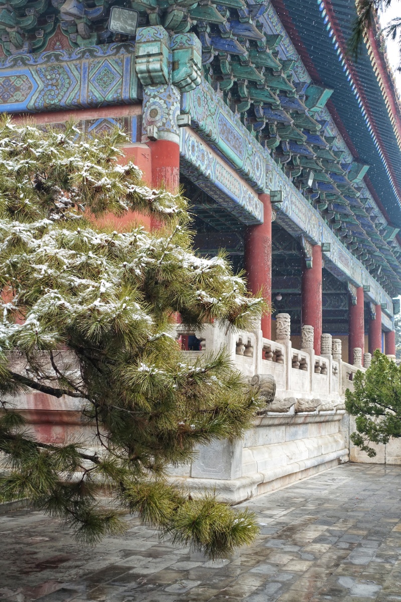 太庙系列故宫东侧太庙冬日雪景白雪红墙青松雪景跟古建很配啊
