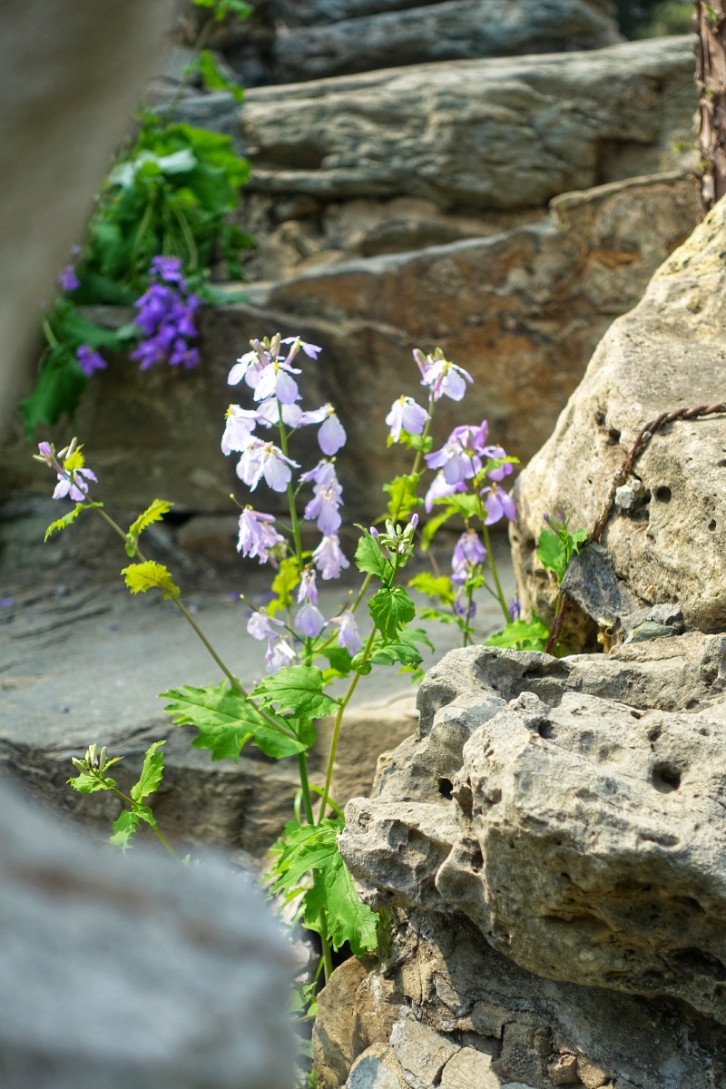 春季系列诸葛花