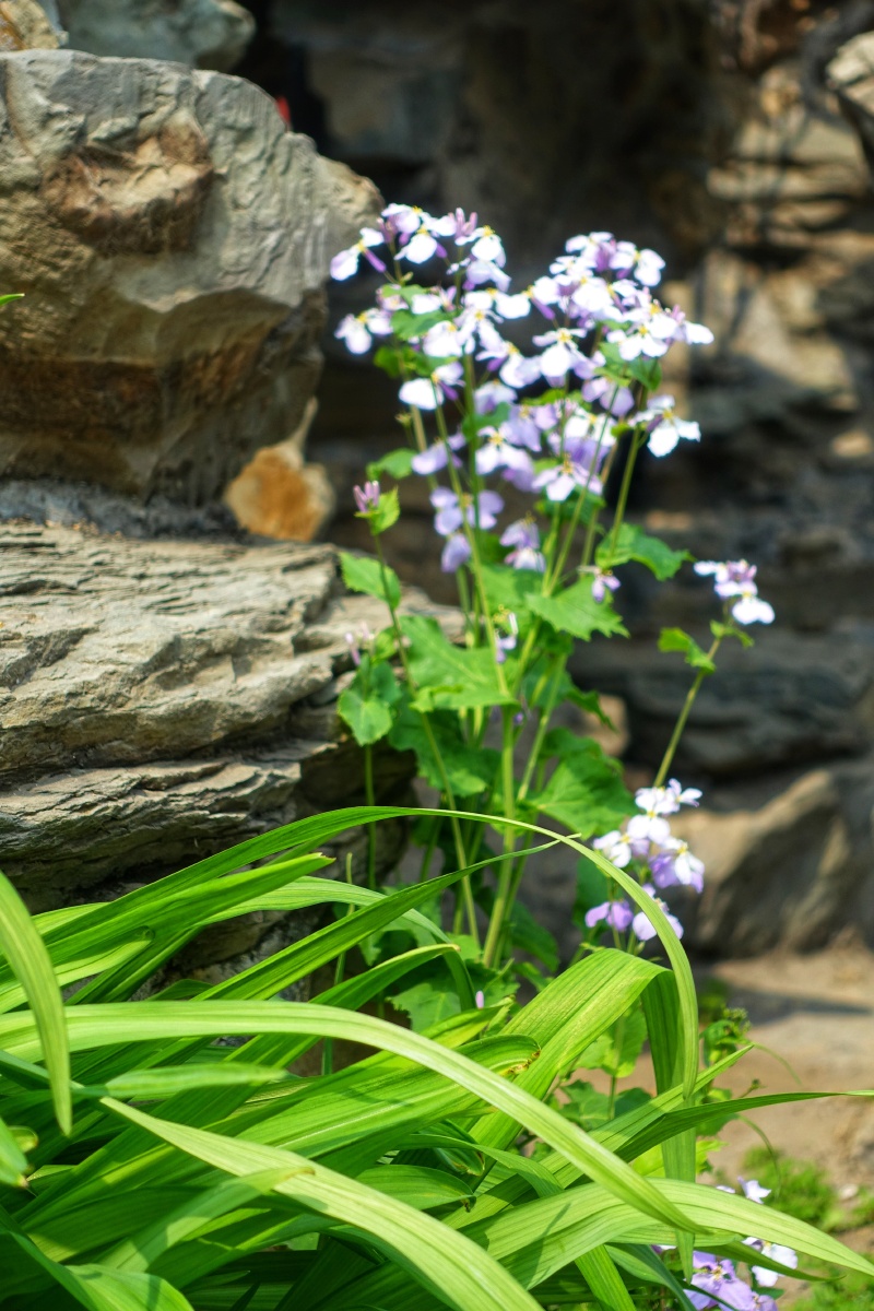 春季系列诸葛花