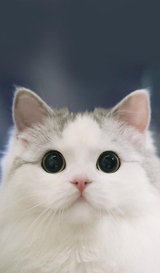 可爱猫咪