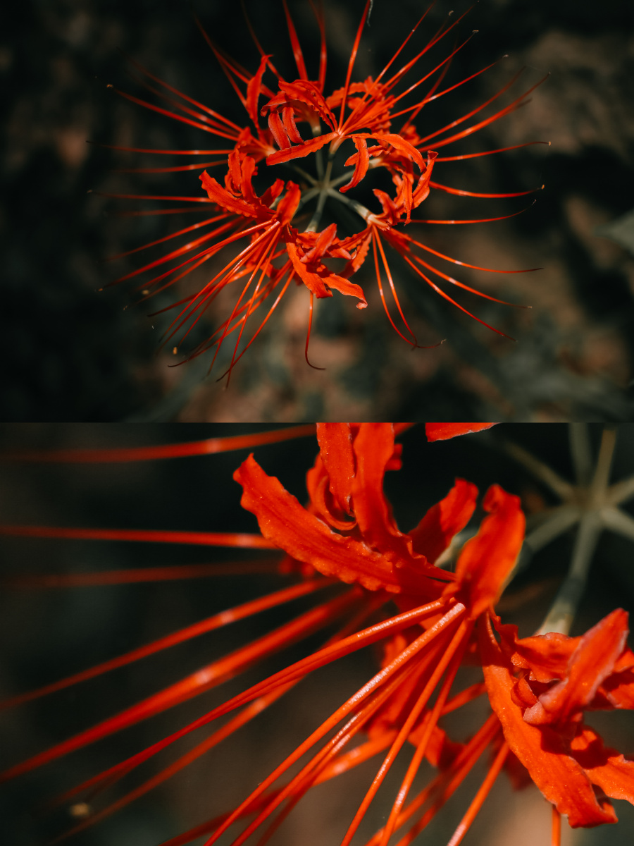 彼岸花与细节火红色的一小簇开在湖岸边