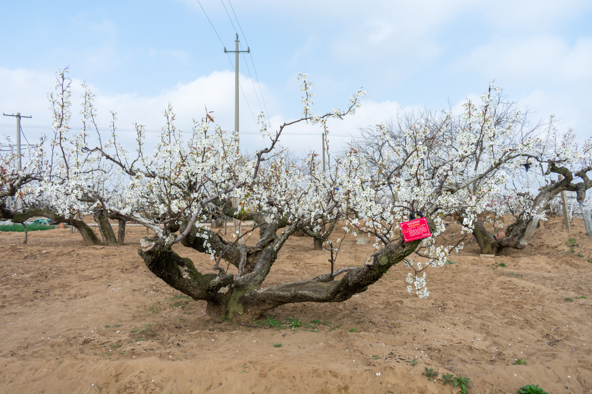 莱阳百年老梨树